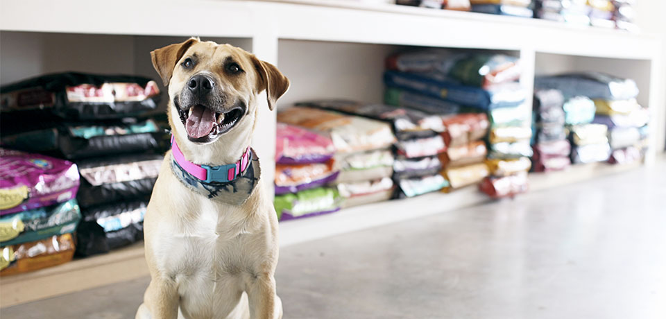 imagem programa para petshop